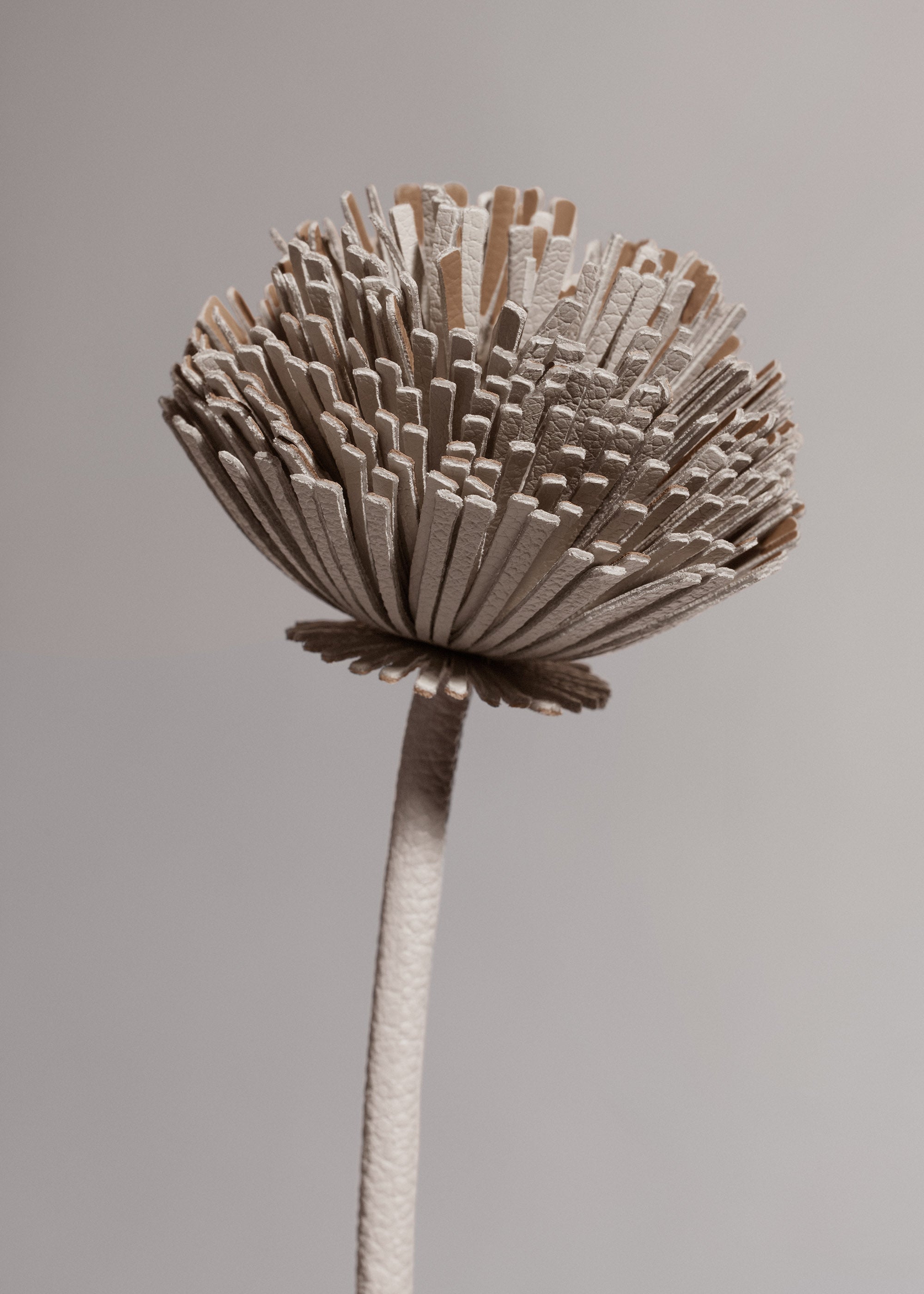 Tul Flower - Duo Chalk