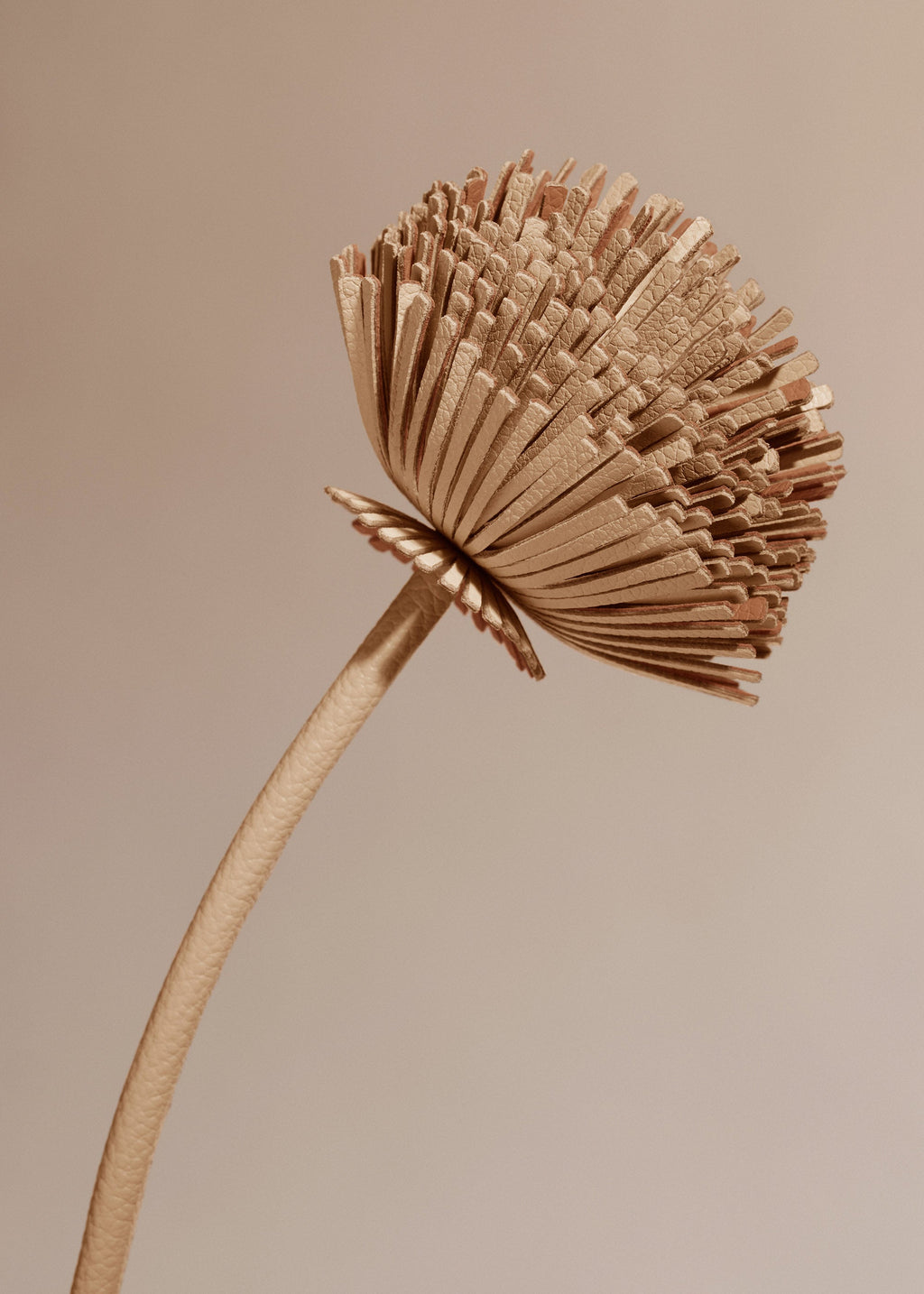 Tul Flower - Duo Beige