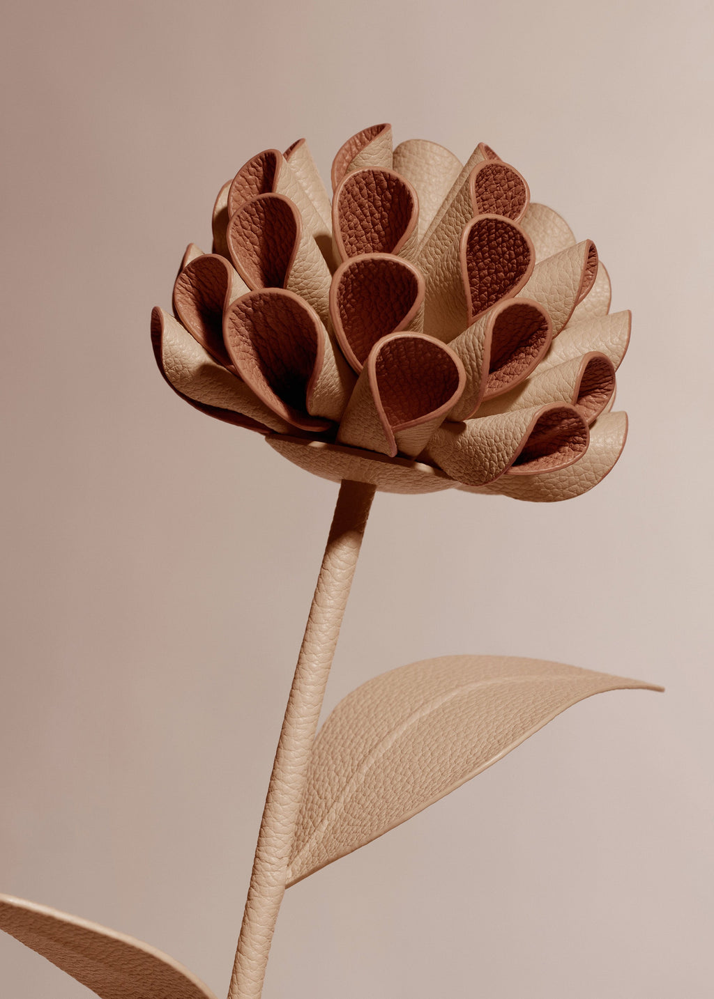 Dalium Flower - Duo Beige